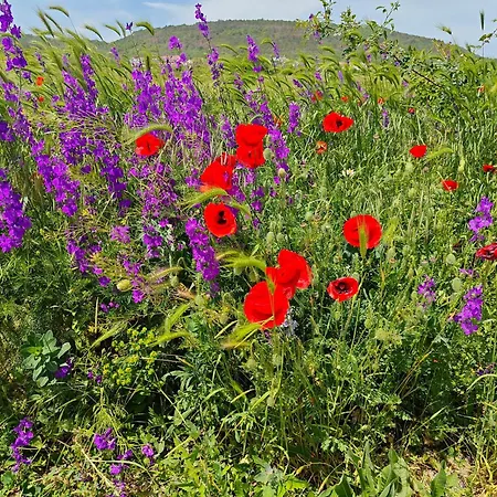 Apartament Daisy Harmony Hills