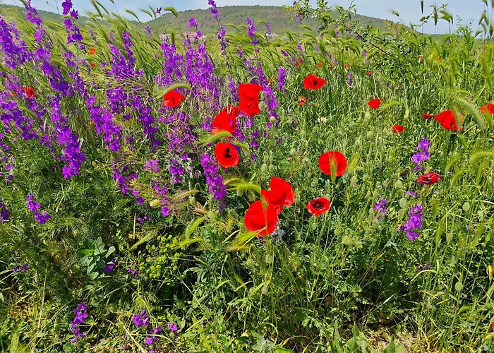 아파트 Daisy Harmony Hills